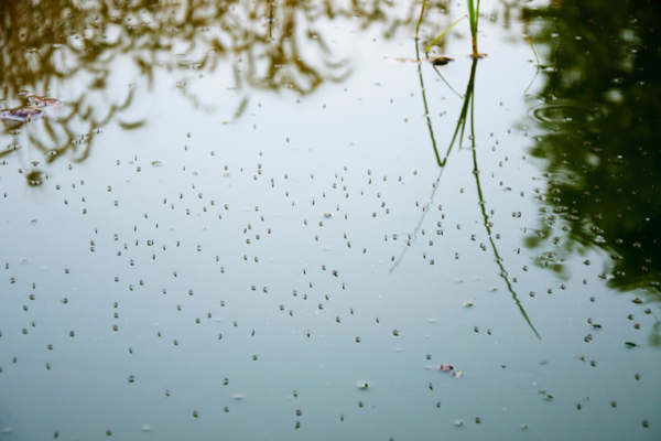 Mosquitoes need water to reproduce and grow.