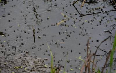 mosquitoes in a puddle in the lawn breeding