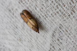Pantry moths ruin stored food products, and clothing moths can eat through your clothing