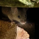 Close-up of a brown rat peeking out from a dark space between pieces of wood, with light highlighting its whiskers and face.