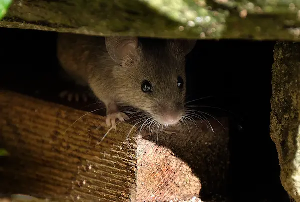 Close-up of a brown rat peeking out from a dark space between pieces of wood, with light highlighting its whiskers and face.