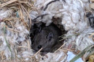 Mouse nest