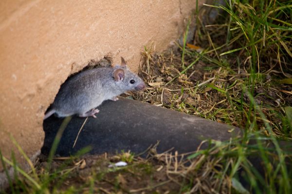 Do I have rats or mice; Griffin Pest Solutions