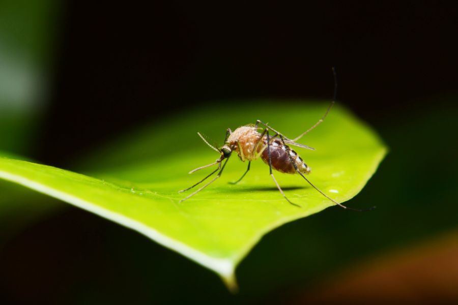 What do mosquitoes eat in Kalamazoo |  Griffin Pest Solutions
