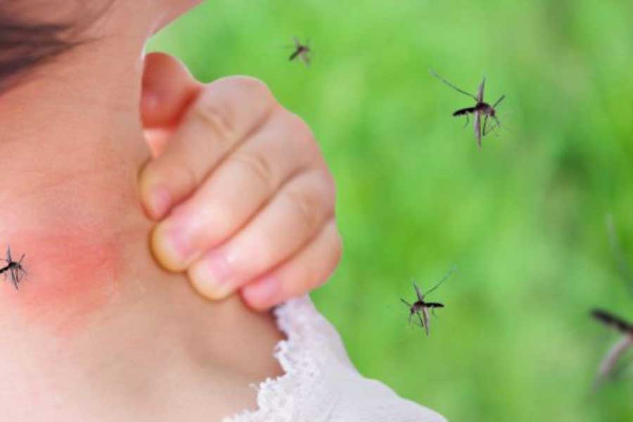 What attracts mosquitoes in Kalamazoo |  Griffin Pest Solutions