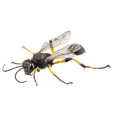 A mud dauber on a white background