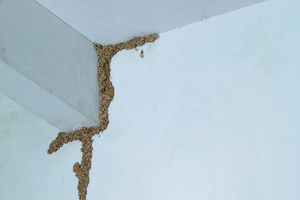 Subterranean termite mud tubes on the ceiling of a home