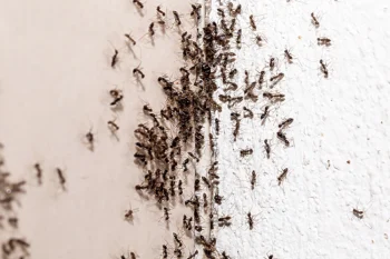Many ants infesting a home through a crack in the corner of the wall.