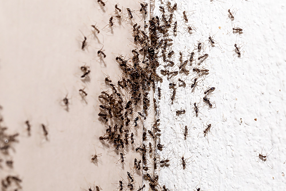 Many ants infesting a home through a crack in the corner of the wall.