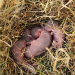 Newborne baby mice