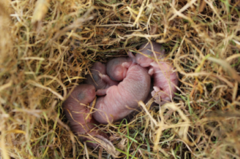 Newborne baby mice