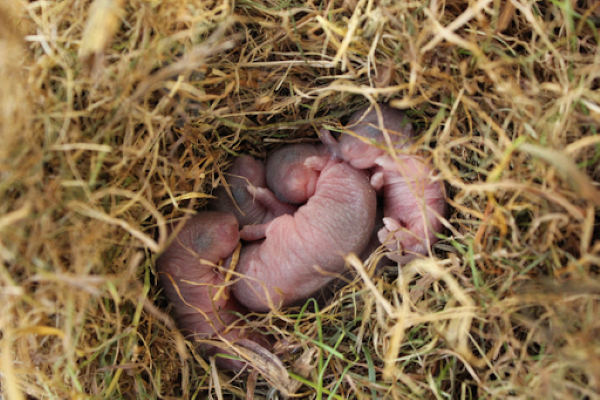 Baby Mice - Keep baby mice from happening in you home with Griffin Pest Solutions
