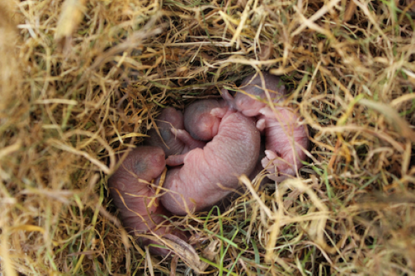 newborn mouse