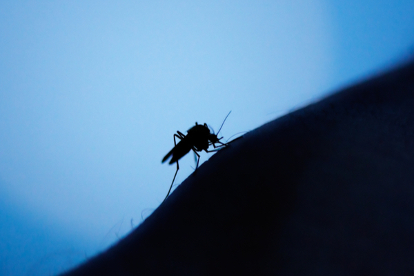 Mosquito at Night