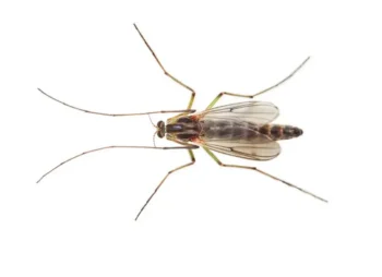 Buzzer midge on a white background - keep pests away from your home with Griffin Pest Solutions in Michigan