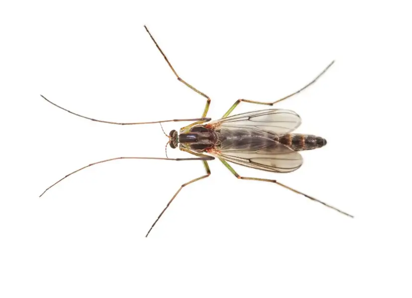 Buzzer midge on a white background - keep pests away from your home with Griffin Pest Solutions in Michigan