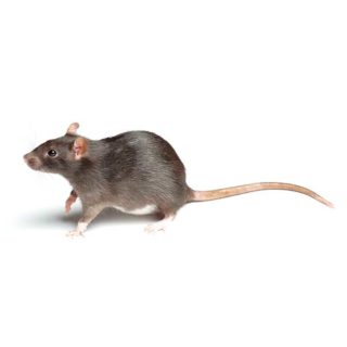 A Norway rat on a white background
