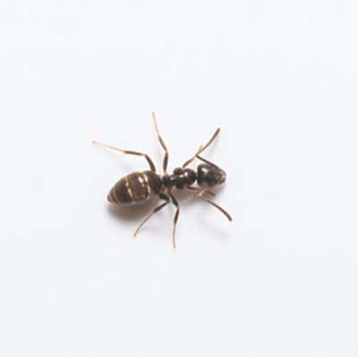 An odorous house ant on a white background