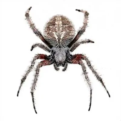 An on orb-weaver spider on a white background