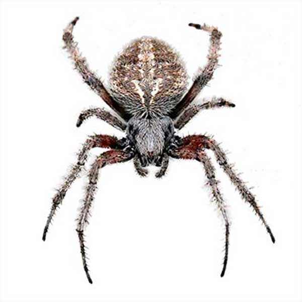 Orb-Weaver Spider identification in Kalamazoo |  Griffin Pest Solutions