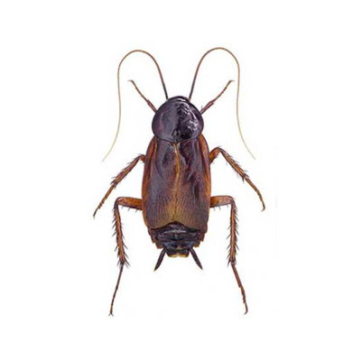 An Oriental cockroach on a white background