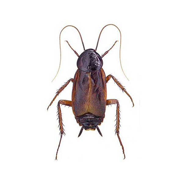 Oriental Cockroach identification in Kalamazoo |  Griffin Pest Solutions