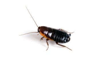 Oriental cockroaches are often called “water bugs” because they love dark, damp, and cool areas near water sources