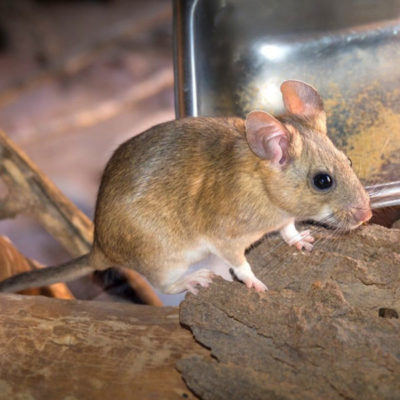 Pack rat identification in Kalamazoo |  Griffin Pest Solutions