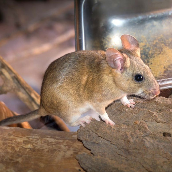 Pack rat identification in Kalamazoo |  Griffin Pest Solutions