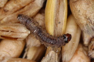 pantry moths lay eggs that hatch into larvae inside pantry food like pasta and cereal