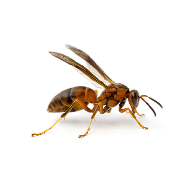 A paper wasp on a white background