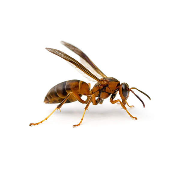 Paper Wasp identification in Kalamazoo |  Griffin Pest Solutions