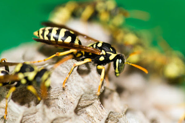 Closeup of a wasp on its honeycombed shape nest.
