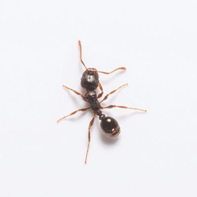 A pavement ant on a white background