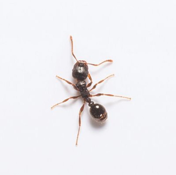 Pavement Ant identification in Kalamazoo |  Griffin Pest Solutions