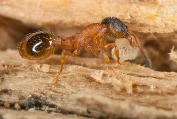 Thief ant close up in an ant burrow - Keep pests away from your home with Griffin Pest Solutions in Michigan