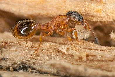 Thief ant close up in an ant burrow - Keep pests away from your home with Griffin Pest Solutions in Michigan