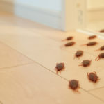 Signs You Have a Pest Infestation