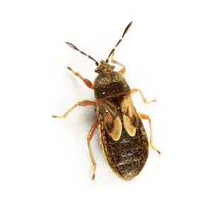 Chinch bug up close white background - Keep pests away from your home with Griffin Pest Solutions in Michigan