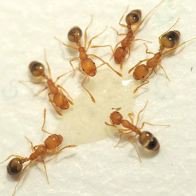 Pharaoh ants drinking from a droplet of water on the ground