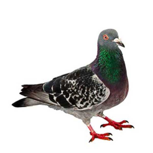 Pigeon identification in Kalamazoo |  Griffin Pest Solutions