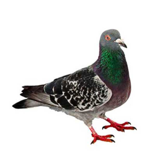 A pigeon on a white background