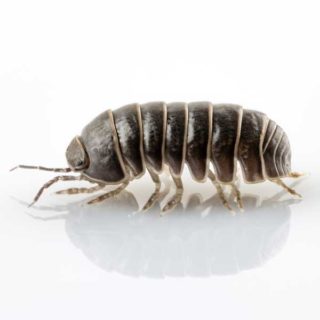 A pillbug on a white background