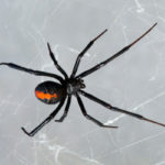 Northern Black Widow close-up