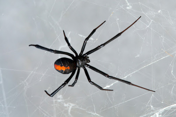 Northern Black Widow close-up