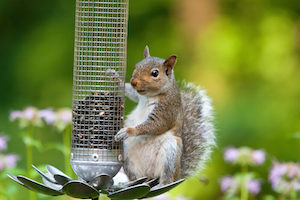 distract your squirrels with a different source of food