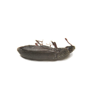 A powderpost beetle on a white background