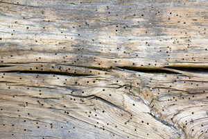 Powderpost beetles hollow out wooden furniture, and inflict serious damage on it over time