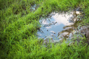 Be sure not to overwater your lawn, especially in fall