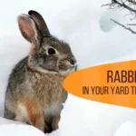 preventing rabbits in your yard this winter with Griffin Pest Control